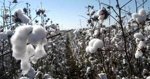 La Nación / Destacan buena producción de algodón en el Chaco paraguayo