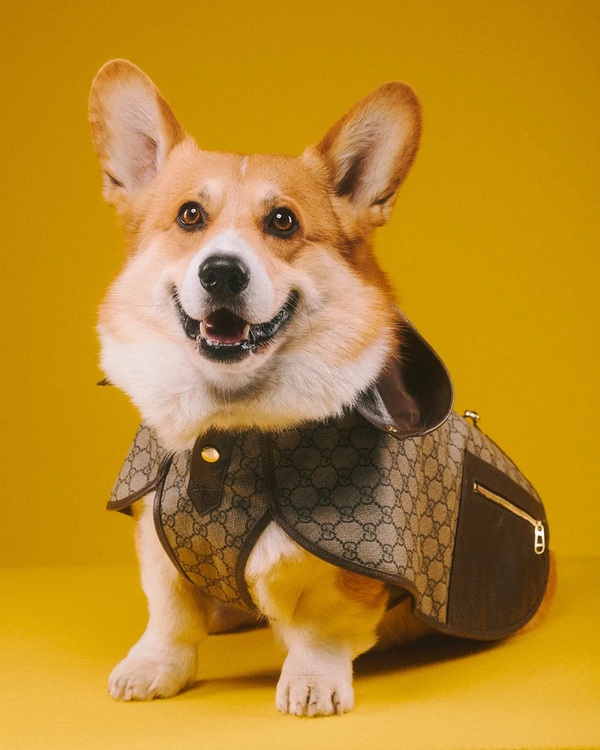 Gucci Pet, la nueva colección fetiche de la casa italiana - El Independiente