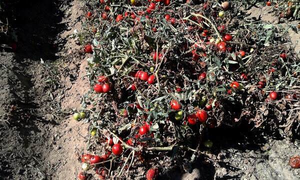 Estudiantes argentinos serán formados en uso de tecnologías para la agricultura - MarketData