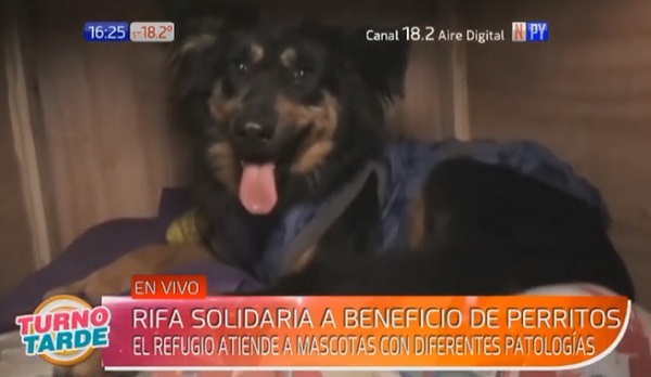 Refugio organiza rifa para cubrir gastos de tratamiento de perritos