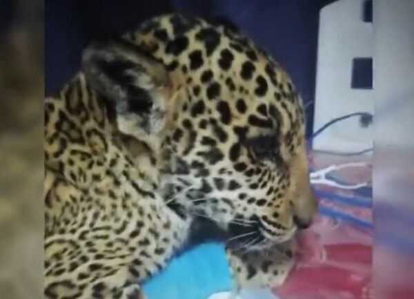 Video: así está hoy el cachorro de yaguareté, a seis días de su internación - Nacionales - ABC Color