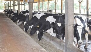 Acidosis ruminal en vacas lecheras y cómo se corrige - Economía - ABC Color