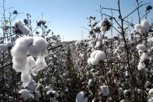 Destacan buena producción de algodón en el Chaco paraguayo