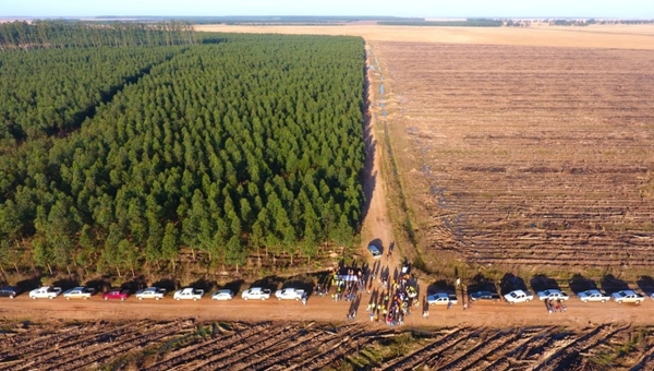 Rentabilidad de plantaciones forestales es comparable con la ganadería, afirman