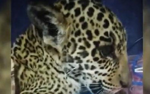 Yaguareté atropellado no se rinde y está "muy estable" – Prensa 5