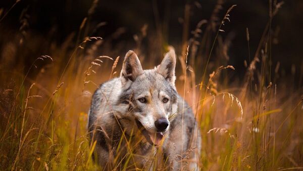 Los perros descienden de dos poblaciones distintas de lobos