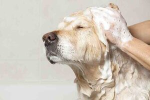 Recomiendan no bañar a mascotas con menos de 10°