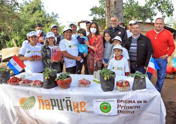 Centro del programa Ñapu'ãke en Areguá inició cosecha de frutilla - .::Agencia IP::.
