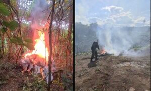 Incautan y destruyen 5 mil kilos de marihuana en Caaguazú - Megacadena — Últimas Noticias de Paraguay