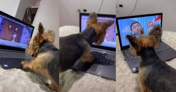 La Nación / Viral: perrita que sabe usar una notebook se hace popular en TikTok