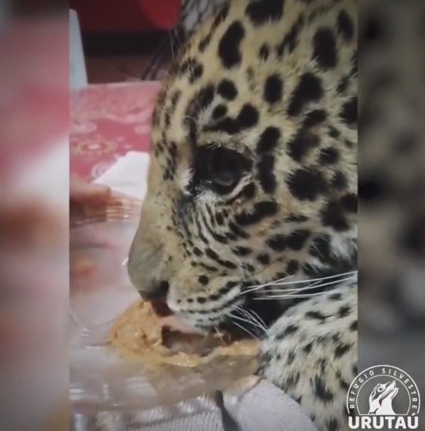 Cachorro de yaguareté ya se alimenta solo, reportan desde refugio
