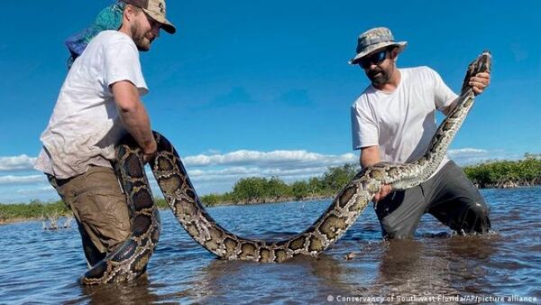 El problema de Florida con las serpientes: capturan una pitón hembra de 5,5 metros