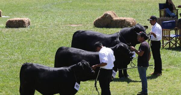 La Nación / Brangus estima ventas por más de G. 3.300 millones