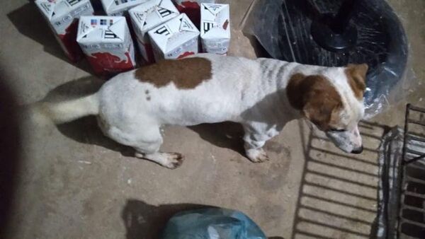 Entró a robar gallinas y olvidó su perro en la casa ajena