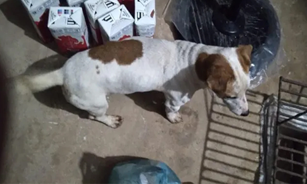Desconocido entró a robar gallinas y olvidó su perro en vivienda - OviedoPress