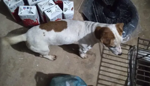 Entró a robar gallinas y olvidó su perro en la casa ajena - Noticiero Paraguay
