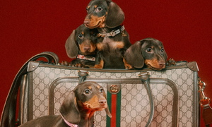 Gucci Pet: Una colección de la marca, para perritos