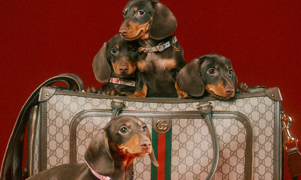 Gucci Pet: Una colección de la marca, para perritos