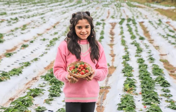 Productores invitan a los niños y niñas a cosechar frutillas de sus fincas de Areguá - .::Agencia IP::.