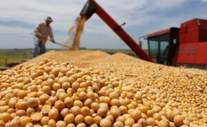 Denuncian desaparición de casi 33 toneladas de soja