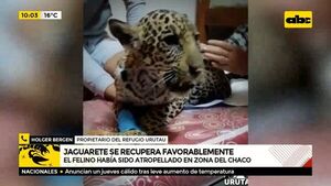 Jaguareté se recupera favorablemente  - ABC Noticias - ABC Color