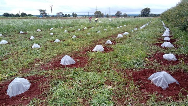 Productores invitan a niños y niñas a cosechar frutillas en Areguá