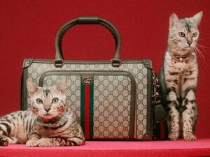 Gucci suma a su catálogo una línea exclusiva para mascotas