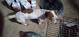 Ladrón entró a robar con su perro y del apuro, lo abandonó