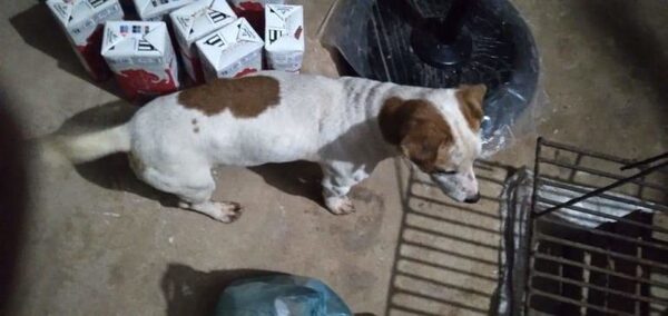 Ladrón entró a robar con su perro y del apuro, lo abandonó