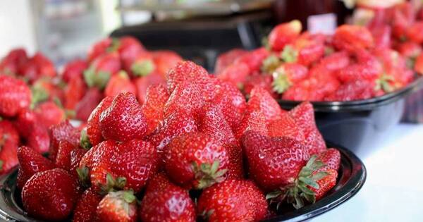La Nación / Ponen a disposición de la ciudadanía “delivery de frutillas”