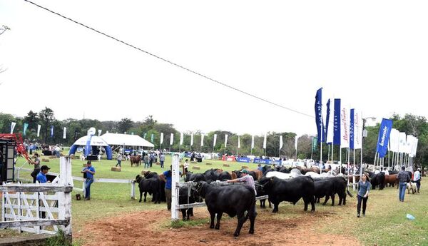 Gran expectativa para los remates en la 76 Expo Nacional de Ganadería - Nacionales - ABC Color