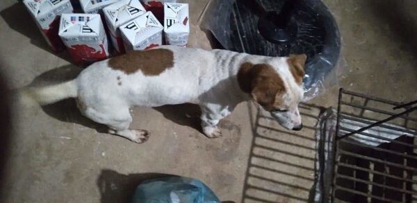 Ladrón entró a robar con su perro y del apuro, lo abandonó
