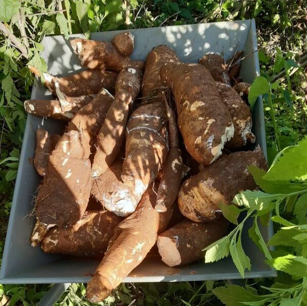 La producción de mandioca: un sustento importante en San Vicente Atyrá - Nacionales - ABC Color
