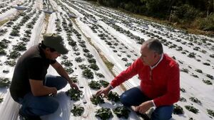 Empresas retoman contratos con frutilleros en medio de escasez