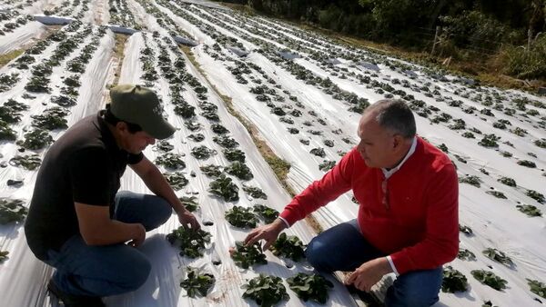 Empresas retoman contratos con frutilleros en medio de escasez