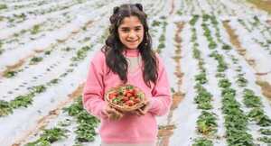 Niños podrán cosechar frutilla en fincas de Areguá