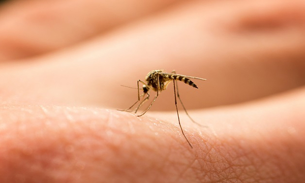Virus del dengue y el zika nos hacen más apetitosos para mosquitos - OviedoPress