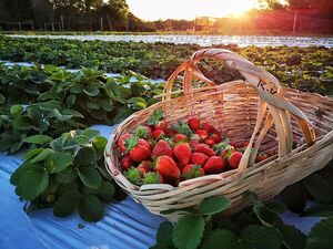 PRODUCTORES INVITAN A LOS NIÑOS Y NIÑAS A COSECHAR FRUTILLAS EN SUS FINCAS DE AREGUÁ - La Voz del Norte