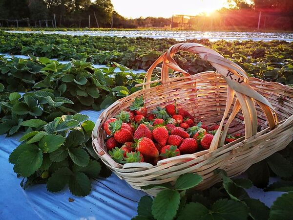 PRODUCTORES INVITAN A LOS NIÑOS Y NIÑAS A COSECHAR FRUTILLAS EN SUS FINCAS DE AREGUÁ - La Voz del Norte