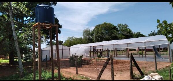 Uso libre del cannabis, pero con regulaciones: proyecto en fase de borrador - Nacionales - ABC Color