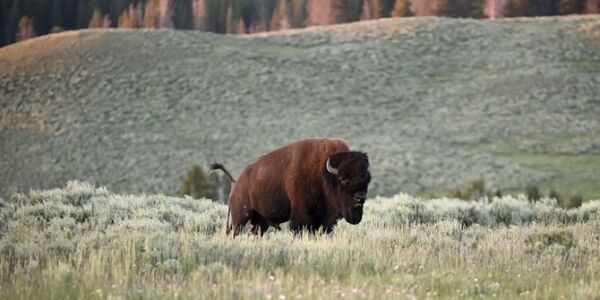Una mujer de 71 años fue corneada por bisonte en el parque Yellowstone