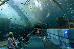 Acuario de Nueva York reabre a plena capacidad por primera vez en una década | Lifestyle | 5Días