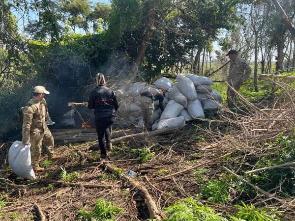 Senad destruyó 5.400 kilos de marihuana