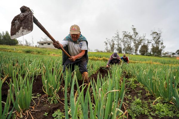 Ecuador destina más de 14 millones de dólares en ayudas a 20.000 agricultores - MarketData