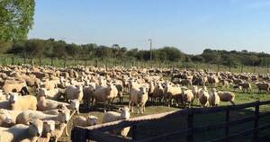 La Nación / Caaguazú se prepara para el festival gastronómico “Cordero Guazú”