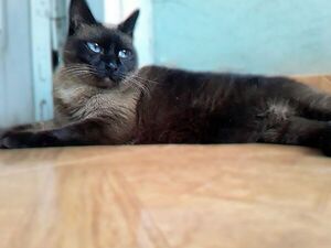 Sepa cómo cuidar de un gato geriátrico - Mascotas - ABC Color