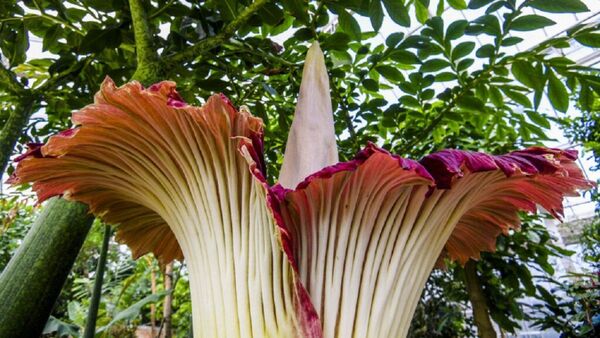 Una planta fétida que florece cada 3 años, gran atracción en Bélgica