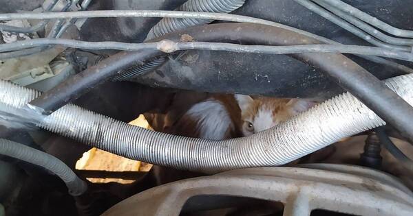 La Nación / “Bomberito”: la historia de un gato rescatado del motor de un auto