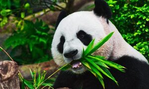 Diario HOY | Hallazgo de fósiles resuelve el misterio de cómo los pandas se hicieron vegetarianos