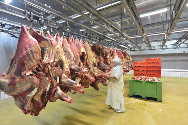Faena de bovinos de junio sumó 213.181 cabezas, la segunda más alta del año